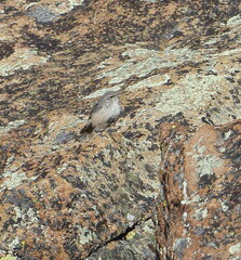 Salpinctes obsoletus