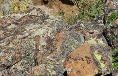 Salpinctes obsoletus