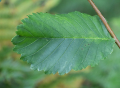 Ulmus glabra