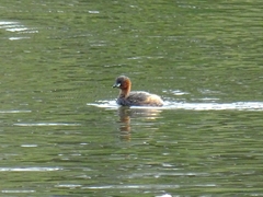 Tachybaptus ruficollis