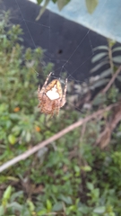 Eriophora edax