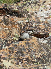 Salpinctes obsoletus