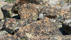 Salpinctes obsoletus