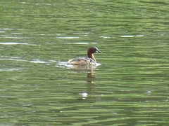 Tachybaptus ruficollis