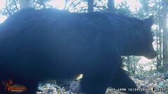 Ursus americanus machetes