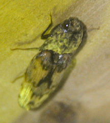 Pherhimius fascicularis