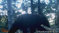 Ursus americanus machetes