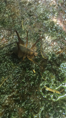Rhaphidophoroidea
