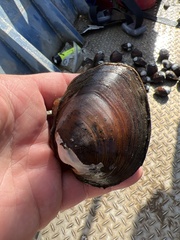 Reginaia ebenus