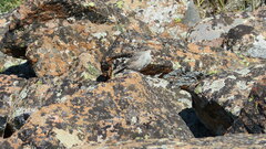 Salpinctes obsoletus