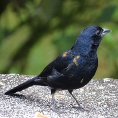 Tachyphonus coronatus