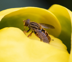 Parhelophilus divisus