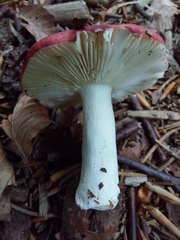 Russula sanguinea