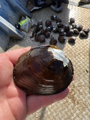Reginaia ebenus