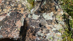 Salpinctes obsoletus