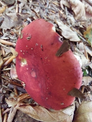 Russula sanguinea