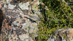 Salpinctes obsoletus