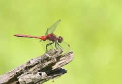 Sympetrum rubicundulum