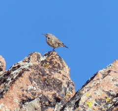 Salpinctes obsoletus