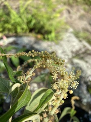 Croton