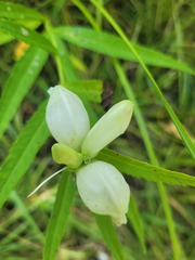 Chelone glabra