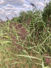 Phragmites