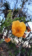 Cochlospermum regium
