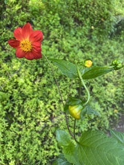 Dahlia coccinea