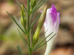 Ipomoea capillacea