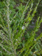 Lespedeza cuneata