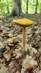 Aureoboletus betula