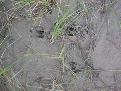 Odocoileus virginianus