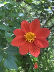 Dahlia coccinea