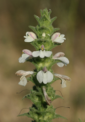 Bellardia trixago
