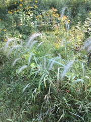 Elymus villosus