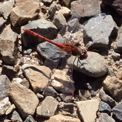 Diplacodes bipunctata