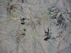 Odocoileus virginianus