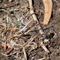 Diplacodes bipunctata