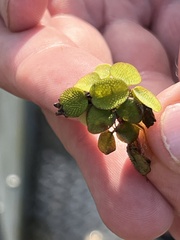 Salvinia minima