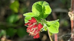 Trifolium incarnatum