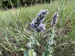 Mentha longifolia
