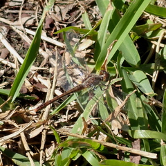 Diplacodes bipunctata