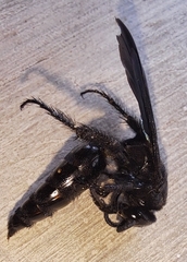 Scoliidae