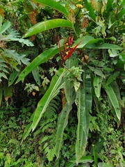 Heliconia venusta