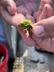Salvinia minima