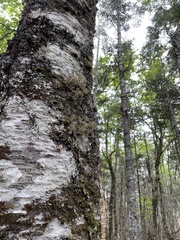 Sphaerophorus globosus