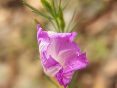Ipomoea capillacea