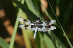 Libellula forensis