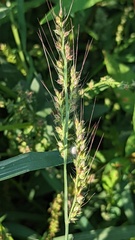 Echinochloa crus-galli