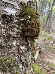 Sphaerophorus globosus